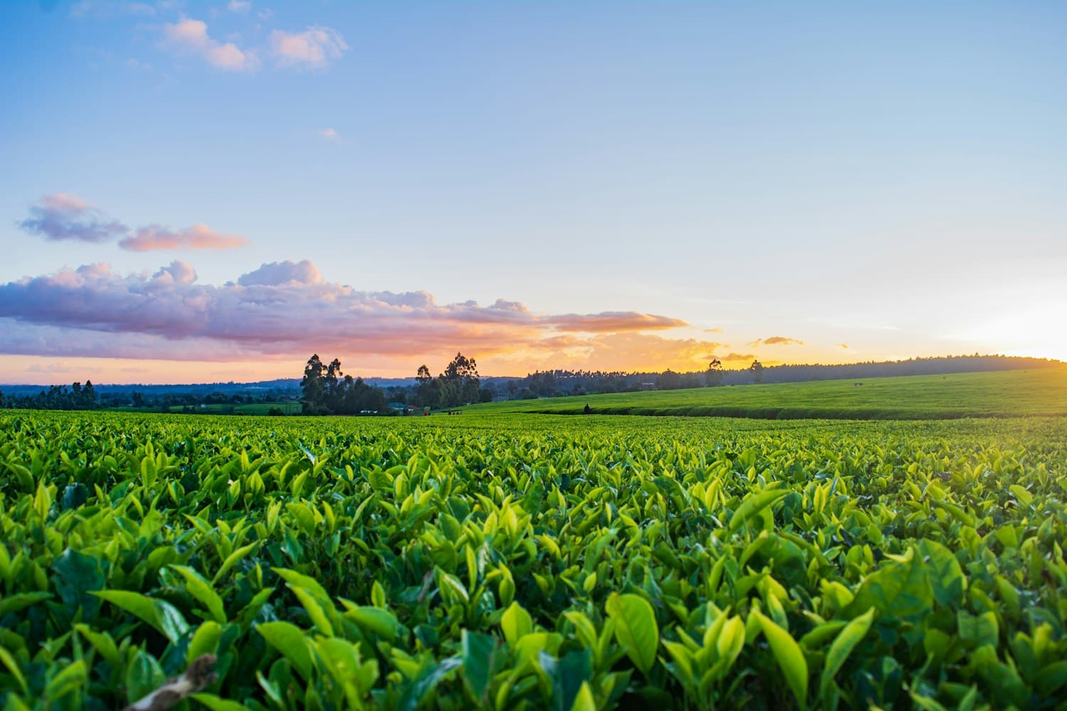 Lavoura verde ao entardecer